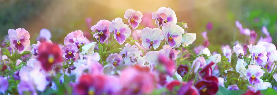 Bunte Stiefmütterchenblüten